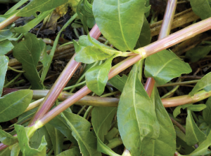 Image of alligator weed stems and leaves