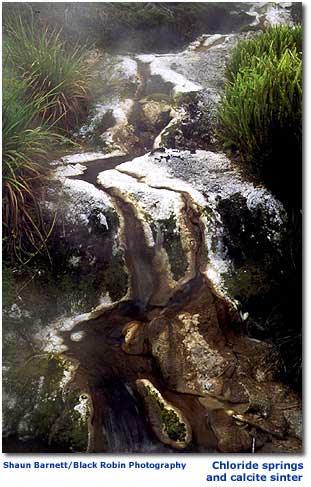 Photo of Waikite Chloride springs and calcite sinter