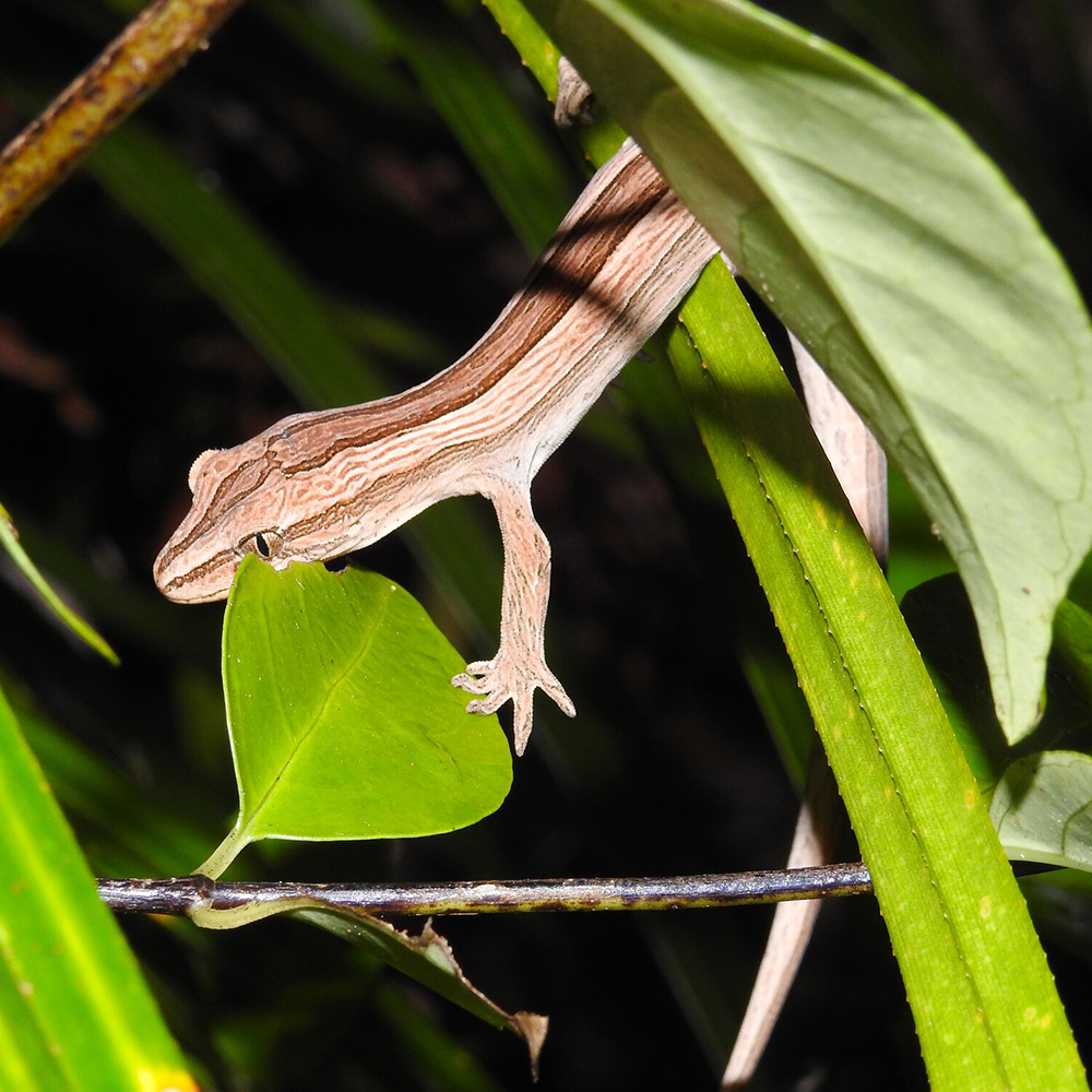Mahakirau Forest Estate: Coromandel striped gecko are considered to be one of the rarest gecko in New Zealand and are found only on the Coromandel Peninsula.