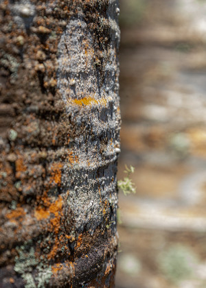 Image of a close up of a Kauri tree