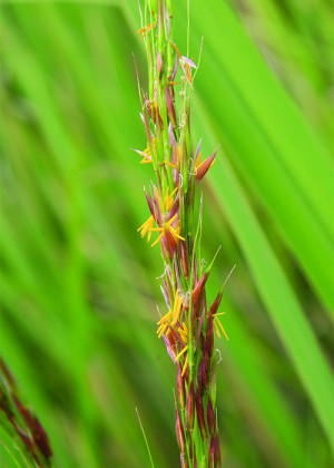 Wider shot image of a manchurian wild rice flower