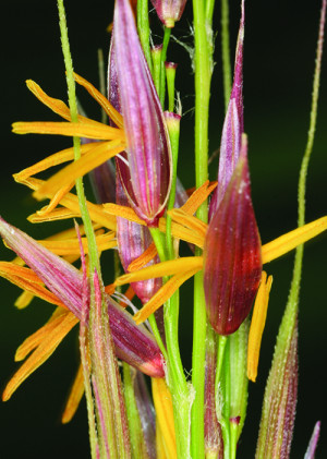Close up picture of a manchurian wild rice flower