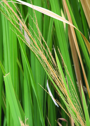 Wider shot image of a manchurian wild rice leaf