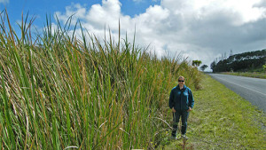 Image of someone standing next to a large plant called manchurian wild rice