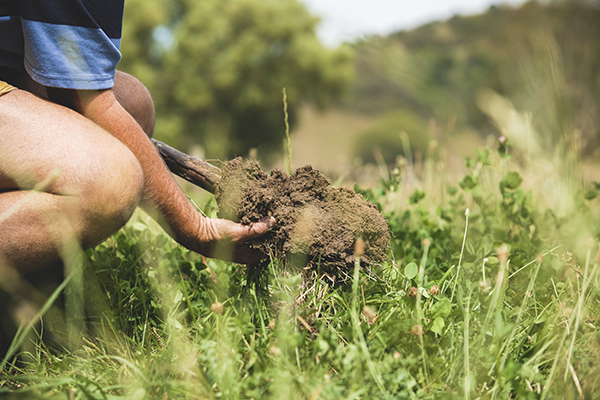 Hands in soil showing clover grass