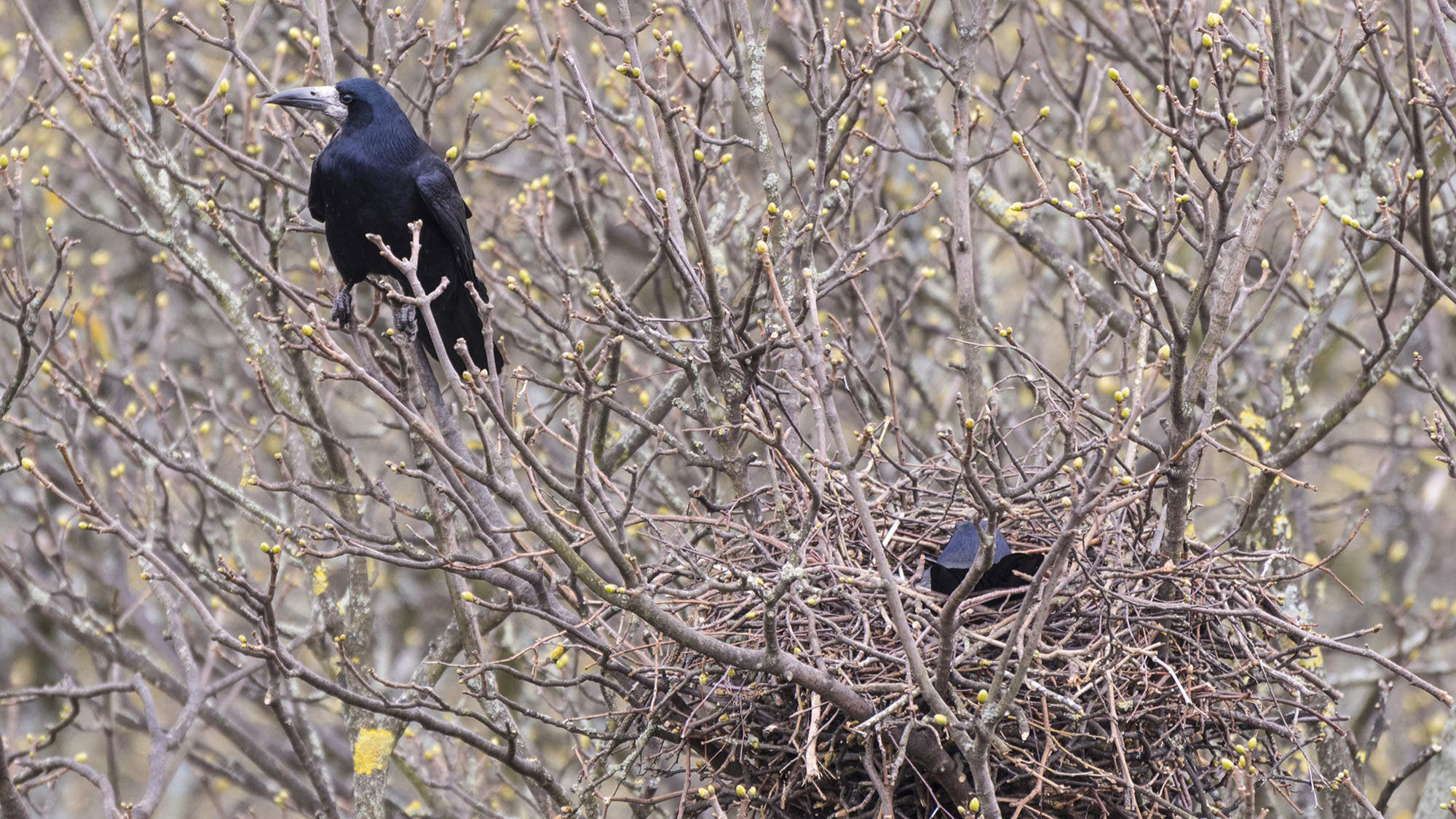 Image of a rook hiding in the trees