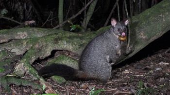  Image of possum eating a snail