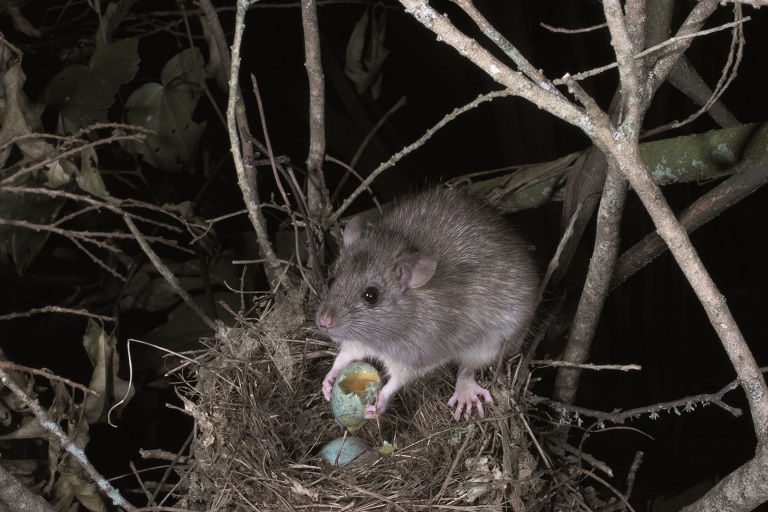 Photo of ship rat in bird's nest eating an egg