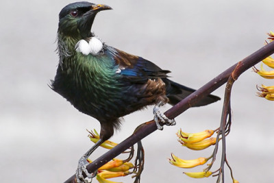 People are seeing more tūī since trapping began. 