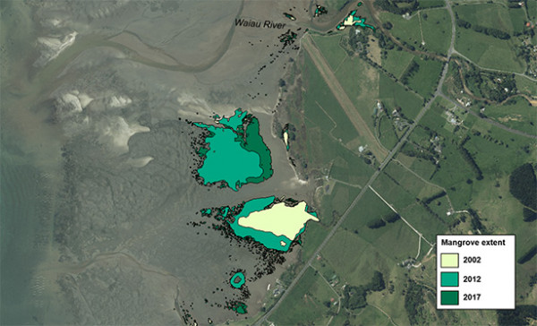 Mangrove expansion south of the Waiau River mouth in Coromandel Harbour