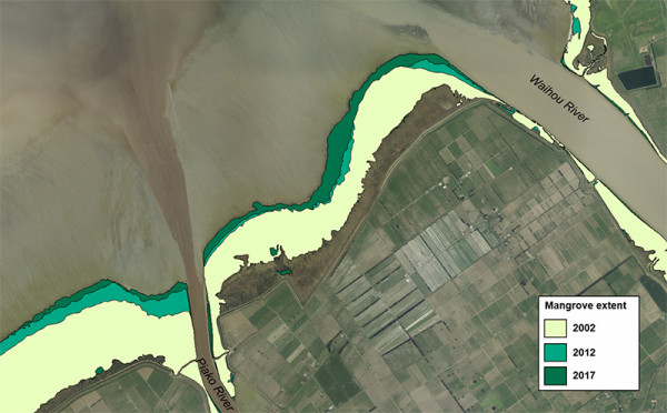 Mangrove expansion around the Piako and Waihou River mouths in the Firth of Thames