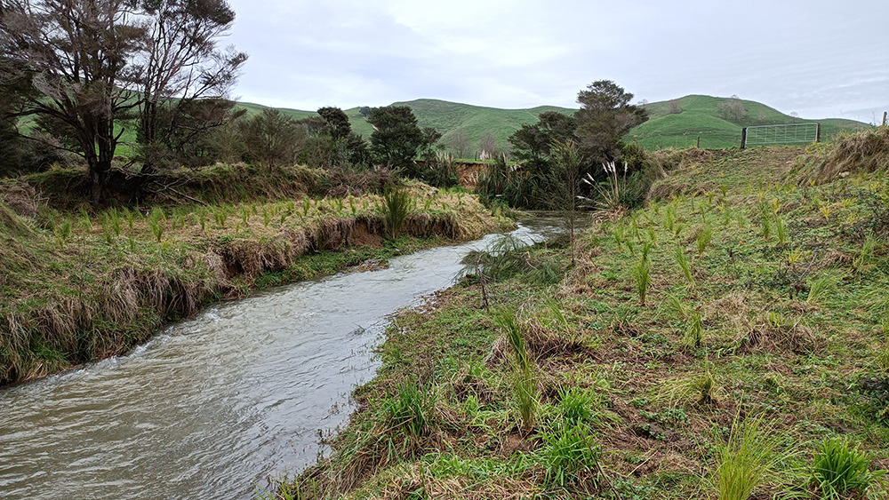 Riparian planting along the Matahuru Stream.