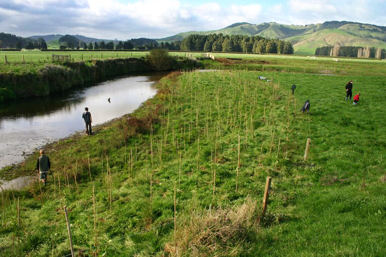 Stream planting in Mangatutu