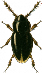 Photograph of a feather-winged beetle