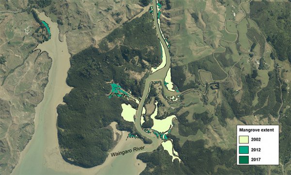 Mangrove expansion around the Waingaro River mouth in Whāingaroa (Raglan) Harbour