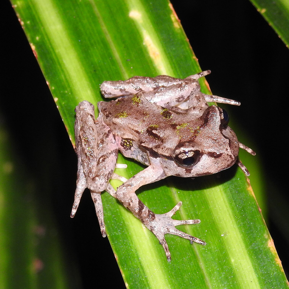 Mahakirau Forest Estate: Archey's frog is our smallest native frog and critically endangered. Conservation programmes are crucial to protecting our rare and endangered species from the threat of introduced predators and extinction.