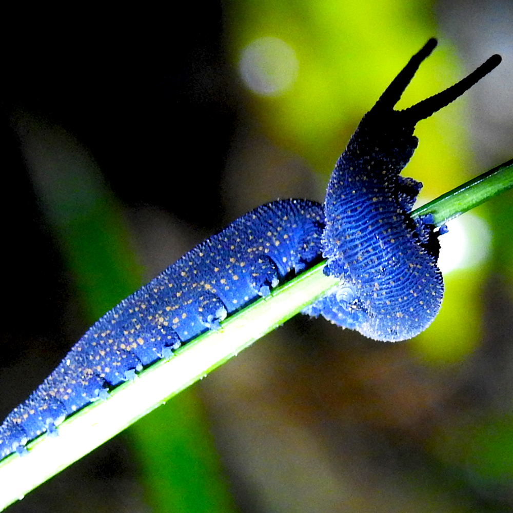 Mahakirau Forest Estate: This indigo velvetworm is a bit like a worm with legs. Despite it's soft, velvet-y appearance, velvetworms are predators which eat insects and spiders found on the forest floor.