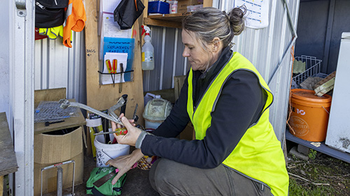 Thames Coast Kiwi Care operates from sheds at Tapu campground.