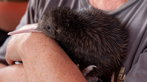 Thames Coast Kiwi Care is part of the Operation Nest Egg programme, which raises chicks in captivity until they’re big enough to defend themselves in the wild.