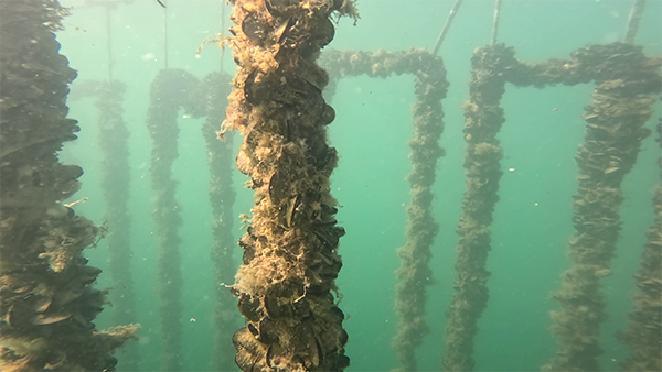 A photo of a rope underwater covered in mussels