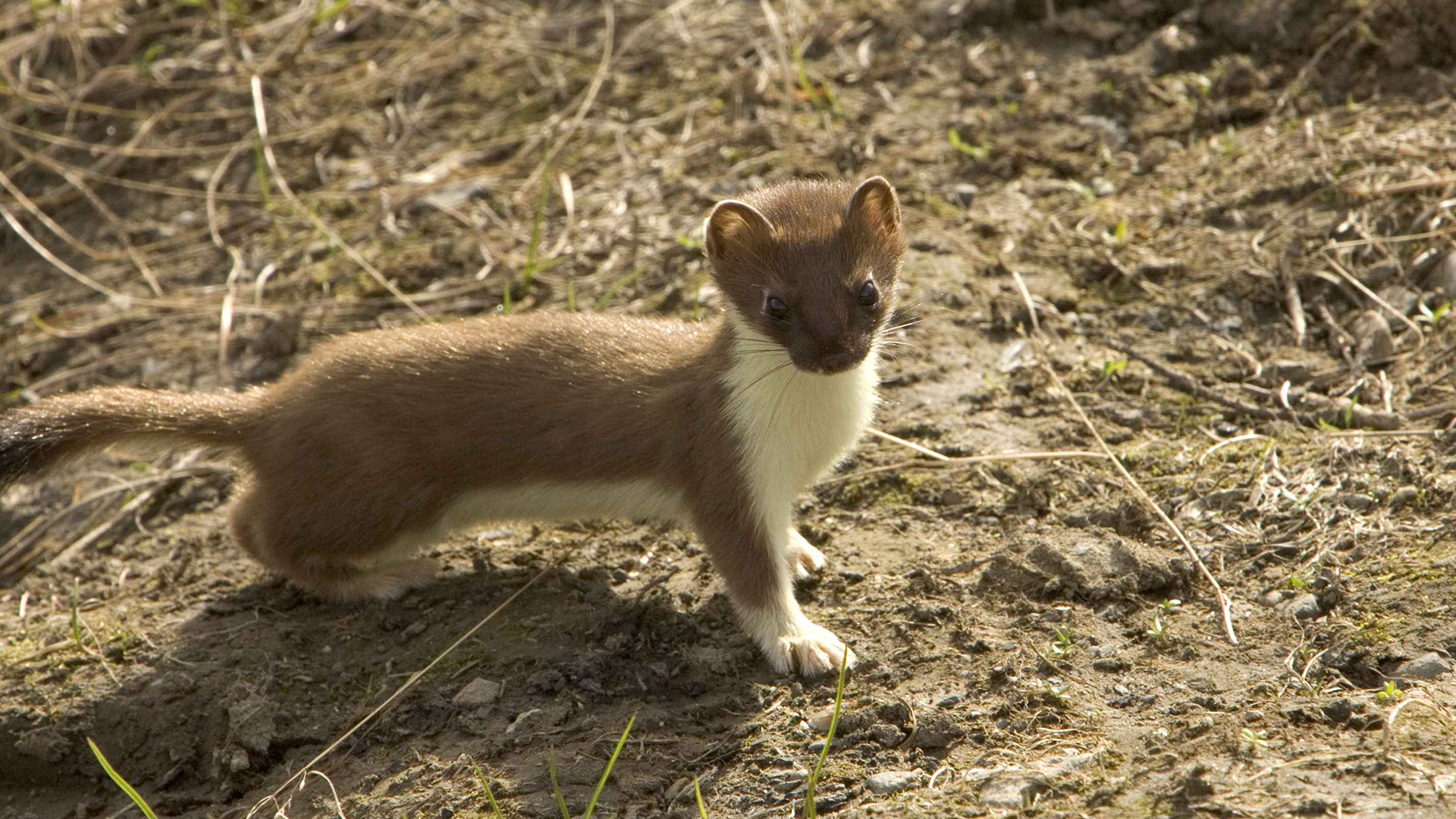 Image of stoat (mustela erminea) - Photo by Steve Hillebrand (US Fish and Wildlife Service) from pixnio.com