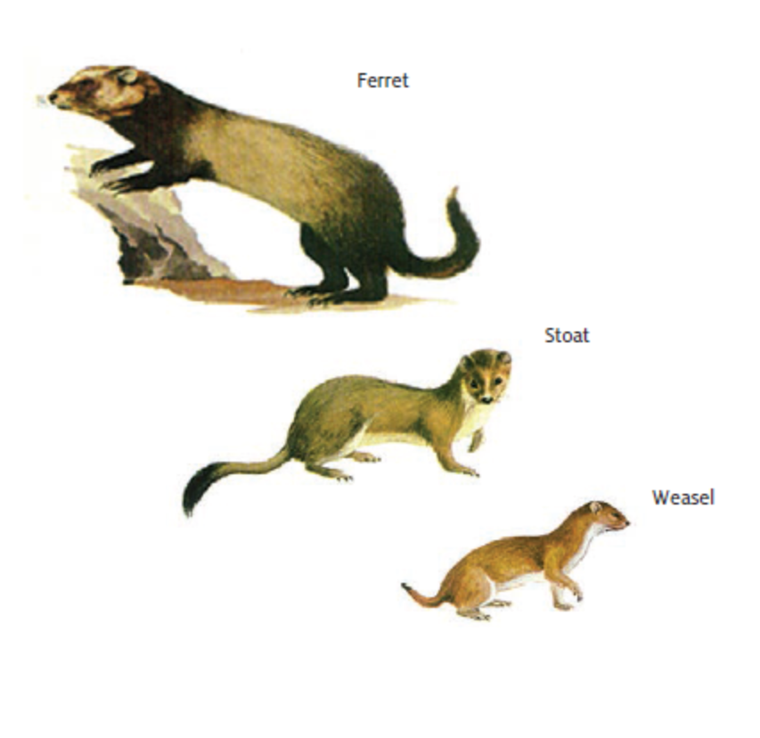 Diagram of mustelids - ferret, stoat and weasel