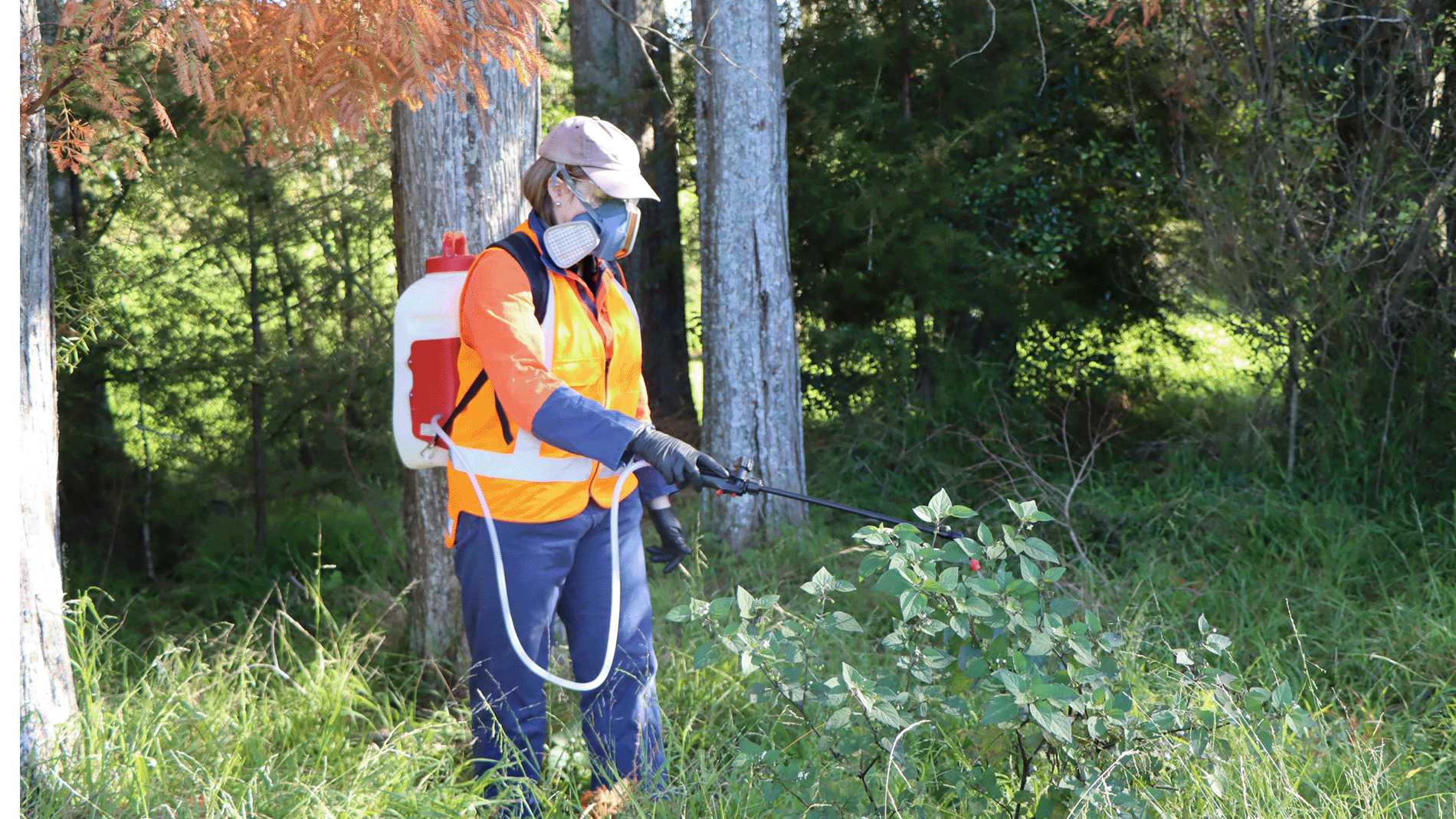 Image - Person in protective wear spraying weeds 