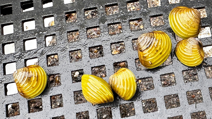 Freshwater gold clams on a sieve, showing gold colour. Photo NIWA
