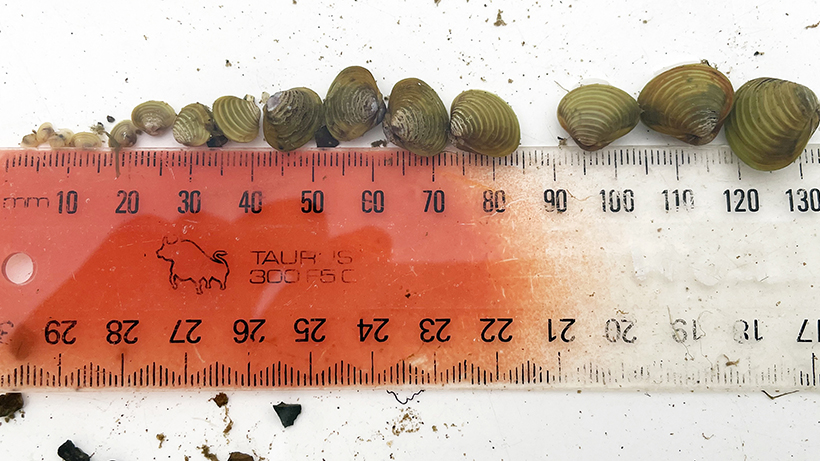 Freshwater gold clams from the Waikato River with ruler for scale
