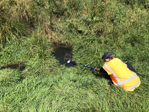 Waikato Regional Council staff member sampling ponded effluent.