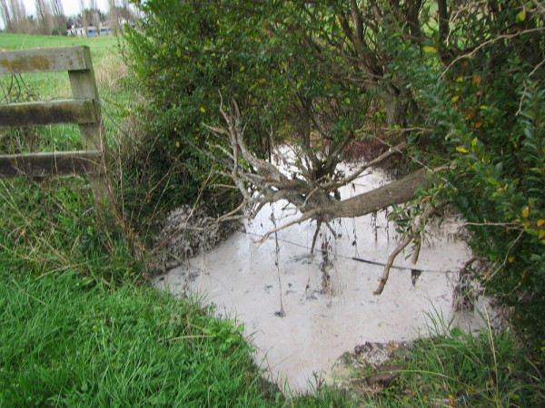 Waste contaminant pooled in tributary stream at race crossing.